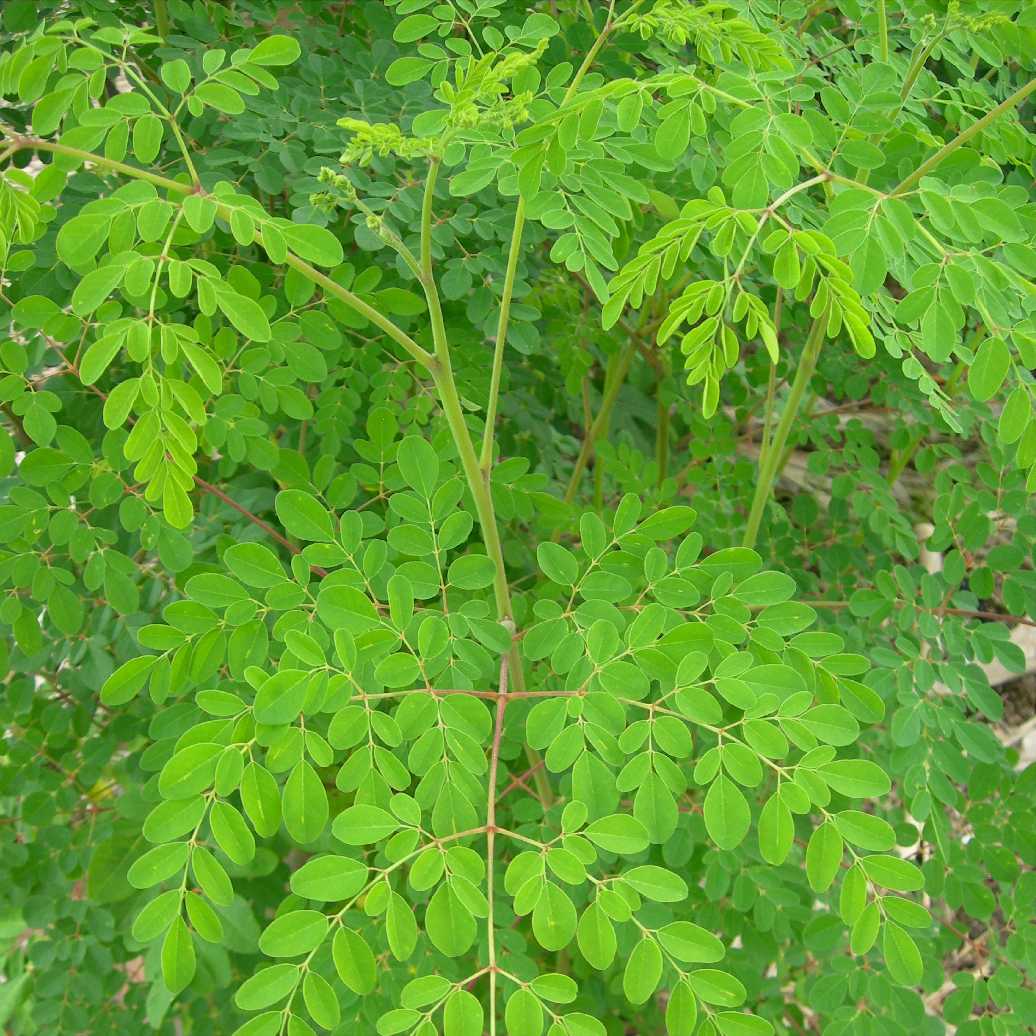 Moringa Powder